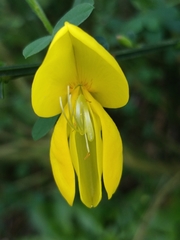 Genista maderensis image