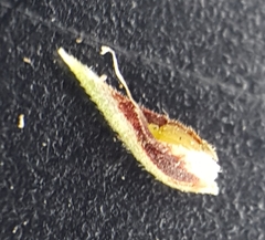 Bulbostylis hispidula