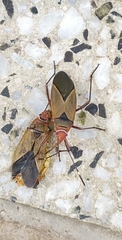 Dysdercus