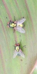 Diptera