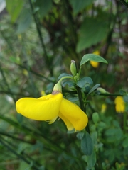 Genista maderensis image