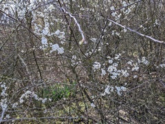 Prunus spinosa