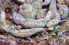 Dermatobranchus phyllodes