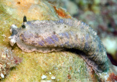 Dermatobranchus phyllodes