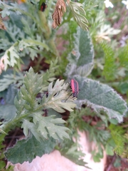 Dionconotus neglectus major