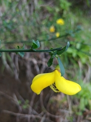 Genista maderensis image