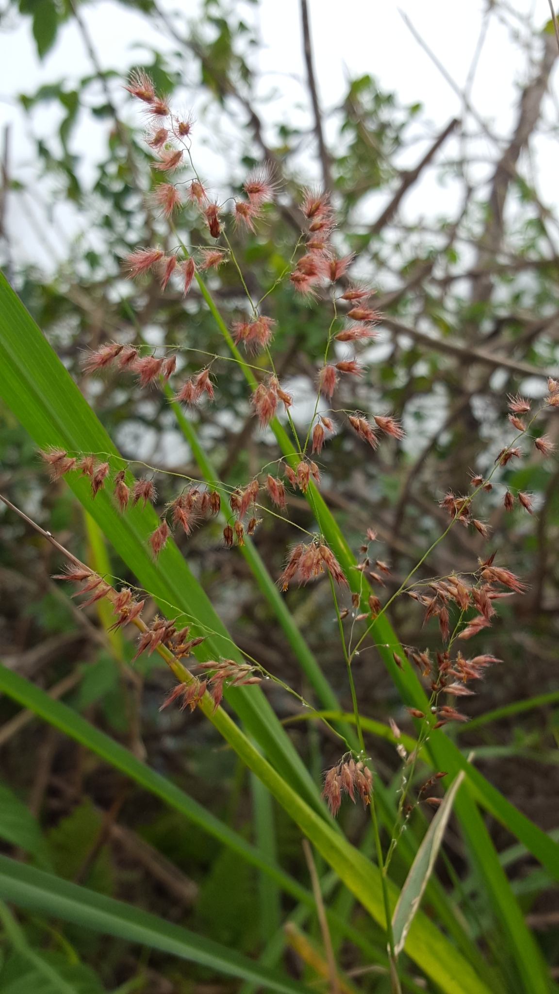 (c) François Rousseu, certains droits réservés (CC BY-NC) https://www.inaturalist.org/observations/108254838