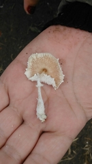 Agaricales