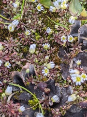 Draba verna