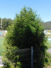 Podocarpus salignus