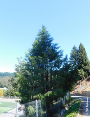 Podocarpus salignus