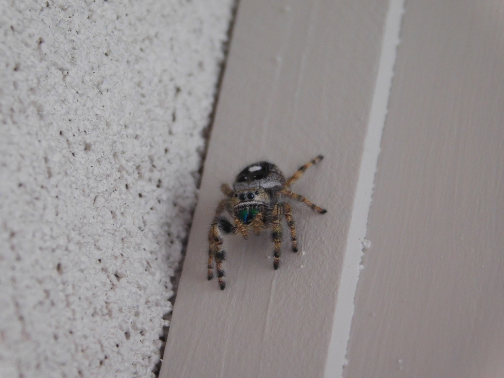 Phidippus in May 2018 by Mark Buijtendijk · iNaturalist