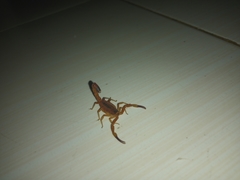 Tityus stigmurus