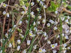 Draba verna