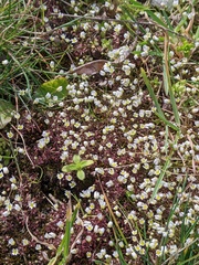 Draba verna