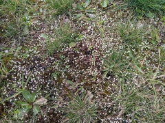Draba verna