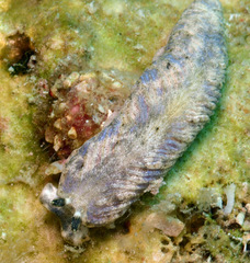 Dermatobranchus phyllodes