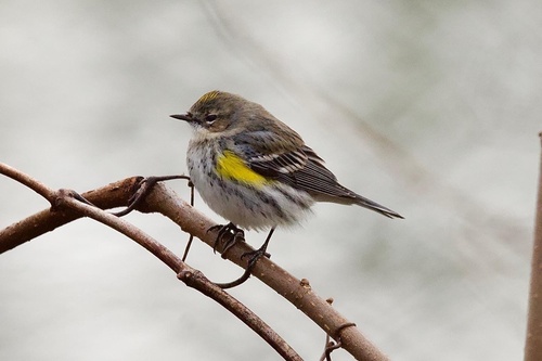 Yellow-rumped Warbler photographed in Kentucky