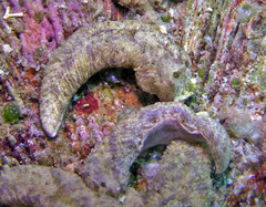 Dermatobranchus phyllodes