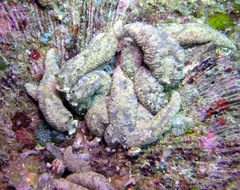 Dermatobranchus phyllodes