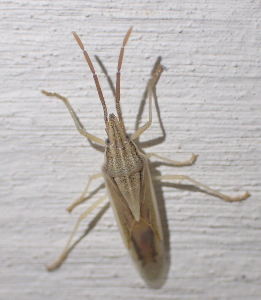 Mecidea