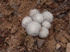 Mammillaria lasiacantha