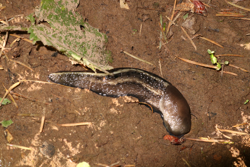 Limax cinereoniger