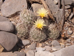Coryphantha neglecta