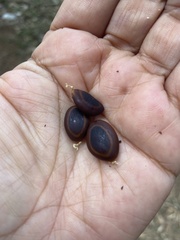 Enterolobium cyclocarpum