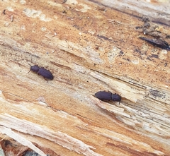 Pycnomerus fuliginosus