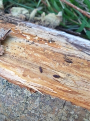 Pycnomerus fuliginosus