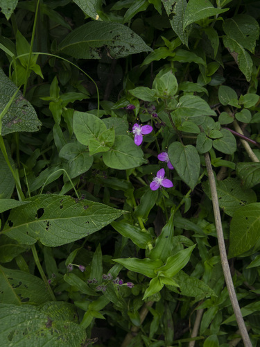 Elasis hirsuta (Elasis hirsuta)