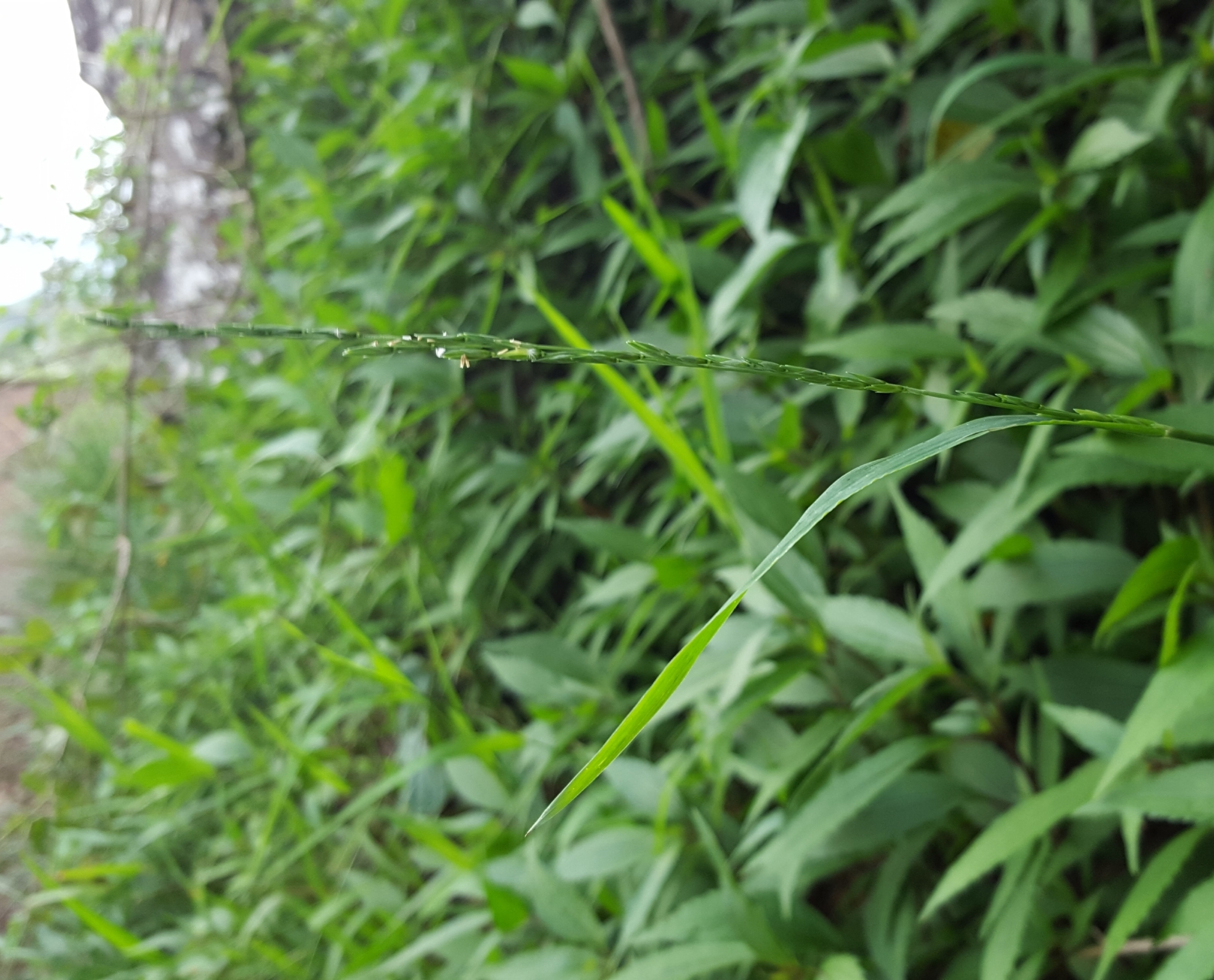 (c) François Rousseu, certains droits réservés (CC BY-NC) https://www.inaturalist.org/observations/108255139