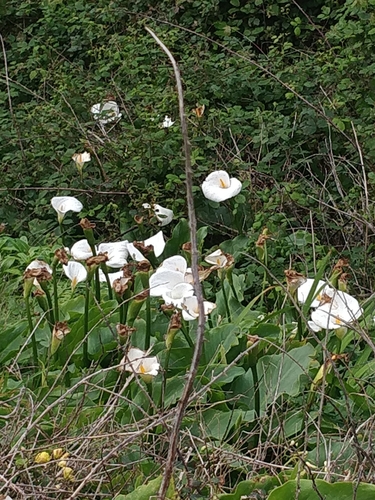 Zantedeschia image