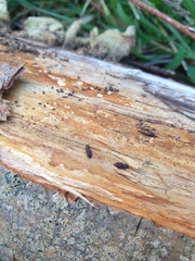 Pycnomerus fuliginosus