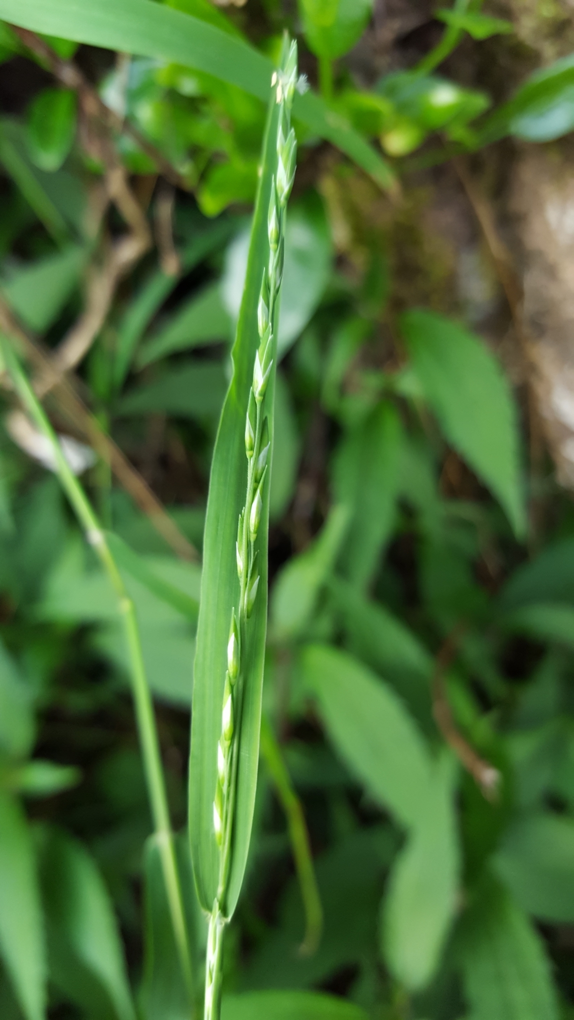 (c) François Rousseu, certains droits réservés (CC BY-NC) https://www.inaturalist.org/observations/108255139