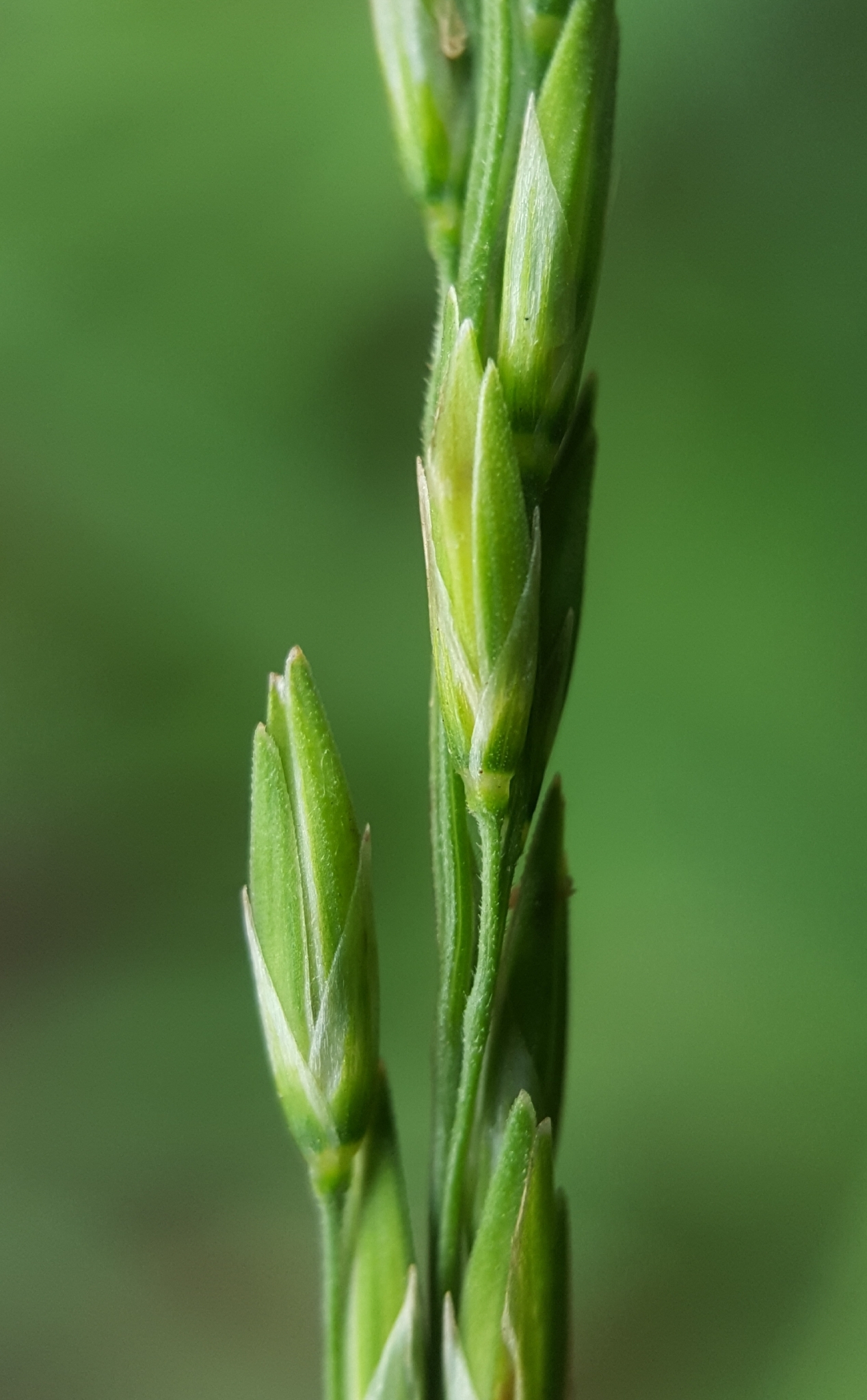 (c) François Rousseu, certains droits réservés (CC BY-NC) https://www.inaturalist.org/observations/108255139