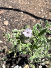 Phacelia cicutaria