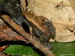 Crossodactylus gaudichaudii