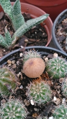 Agaricales