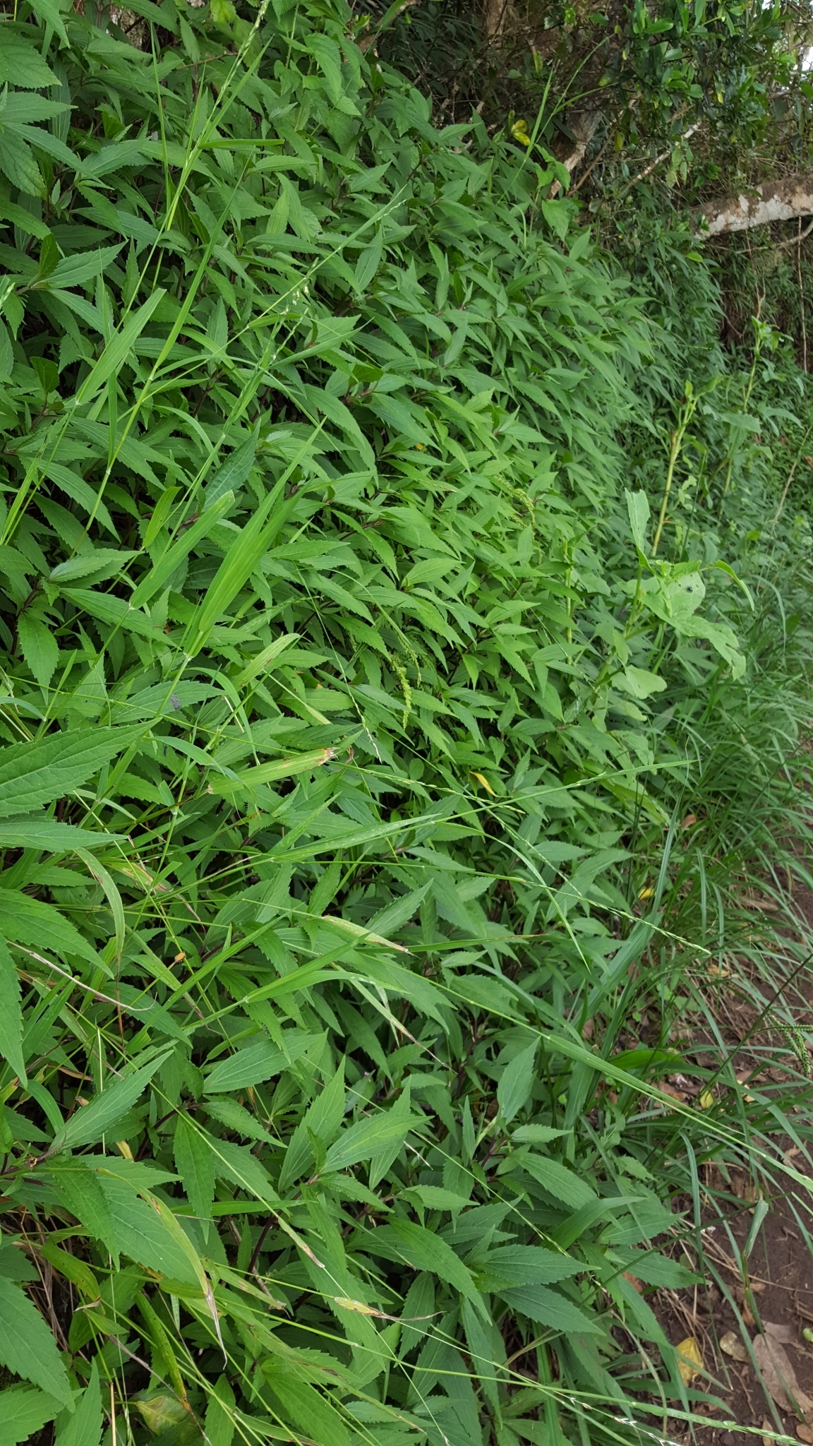 (c) François Rousseu, certains droits réservés (CC BY-NC) https://www.inaturalist.org/observations/108255139