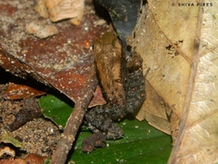 Crossodactylus gaudichaudii