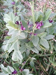 Vicia narbonensis