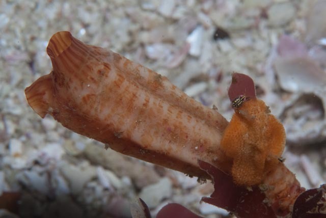 Angular Ascidian