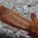 Angular Ascidian - Photo (c) Georgina Jones, some rights reserved (CC BY-SA), uploaded by Georgina Jones