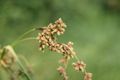 Scirpus atrovirens