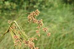 Scirpus atrovirens