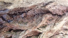 Chaenotheca brachypoda