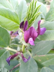 Vicia narbonensis