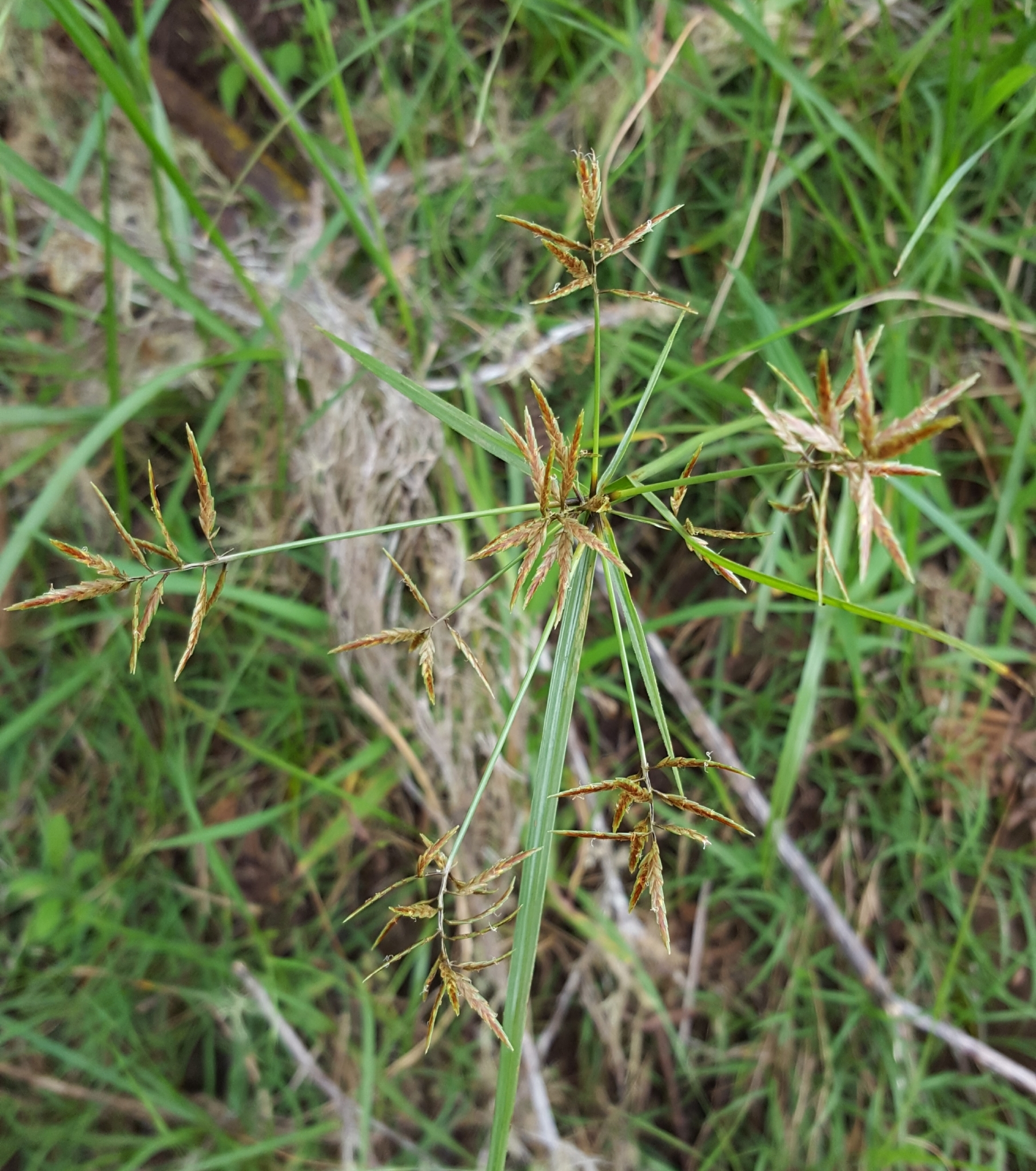 (c) François Rousseu, certains droits réservés (CC BY-NC) https://www.inaturalist.org/observations/108255423